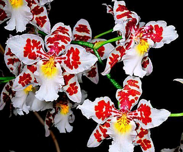 Орхідея Одонтоглосум криспум (Odontoglossum crispum)🪴🍀 Відрізняється високою декоративністю. Квітки зібрані в гроноподібні суцв... - на we.ua