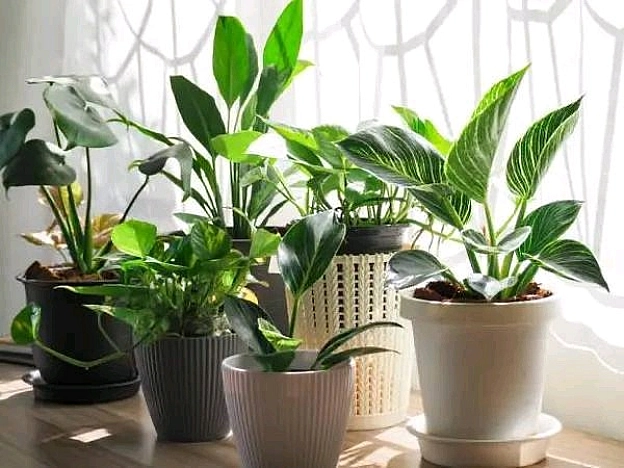 🌿 Кімнатні рослини, які чудово почуваються у тіні🌸 Сансевієрія (щучий хвіст) — витривала, стильна, майже «непотоплювана».🌿 Асп... - на we.ua