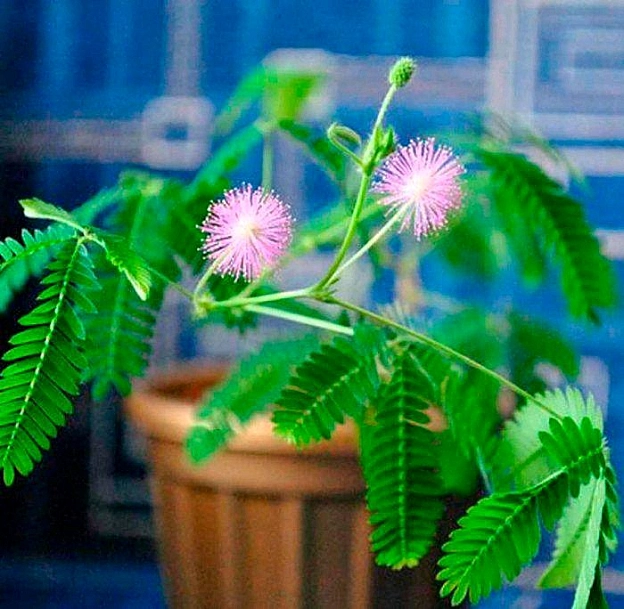 Освітлення для мімози сором'язливої (Mimosa pudica) 🪴🌿 Мімозі необхідне яскраве світло, найкраще її розміщувати на південній ст... - на we.ua