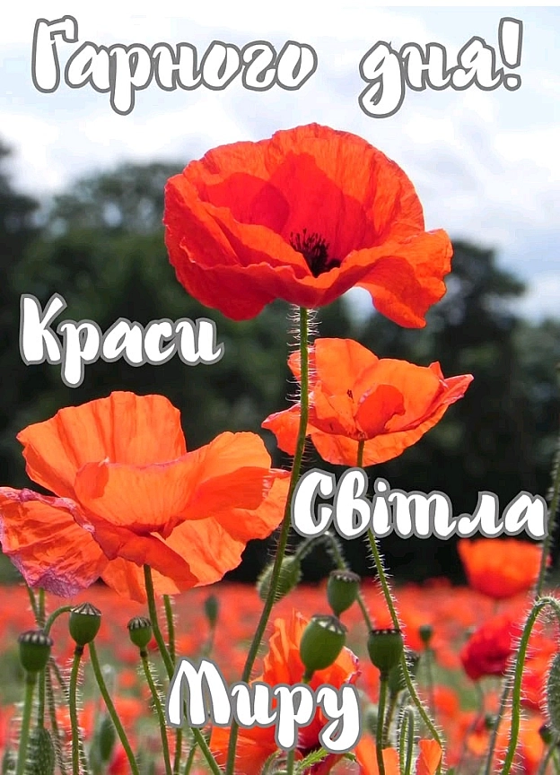 на we.ua