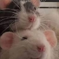 Пітерси на we.ua