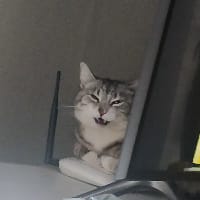 Майя Герман на we.ua