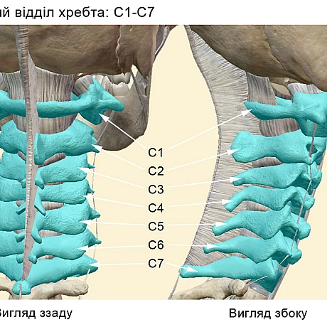 Чи знав Шекспір про натальну травму? - Валентин Добровольський на we.ua