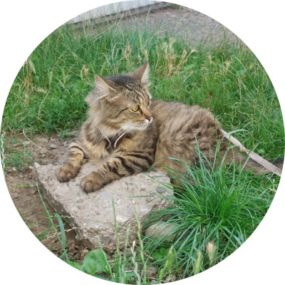 Hunter-cat on we.ua