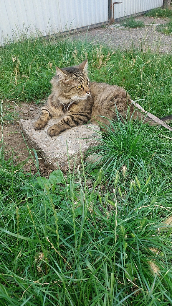 Котик - Hunter-cat on we.ua