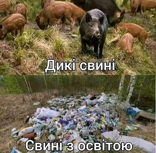 Різновид свиней - Максим Максимович на we.ua