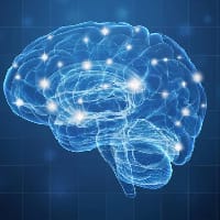 Парадний мозок на we.ua